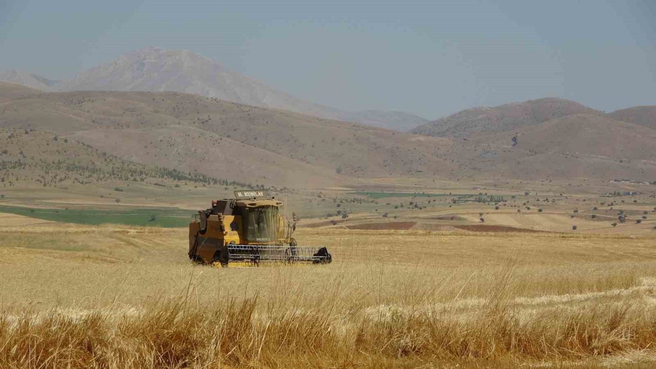 160 bin dönümde buğday hasadı, verim üreticinin yüzünü güldürdü