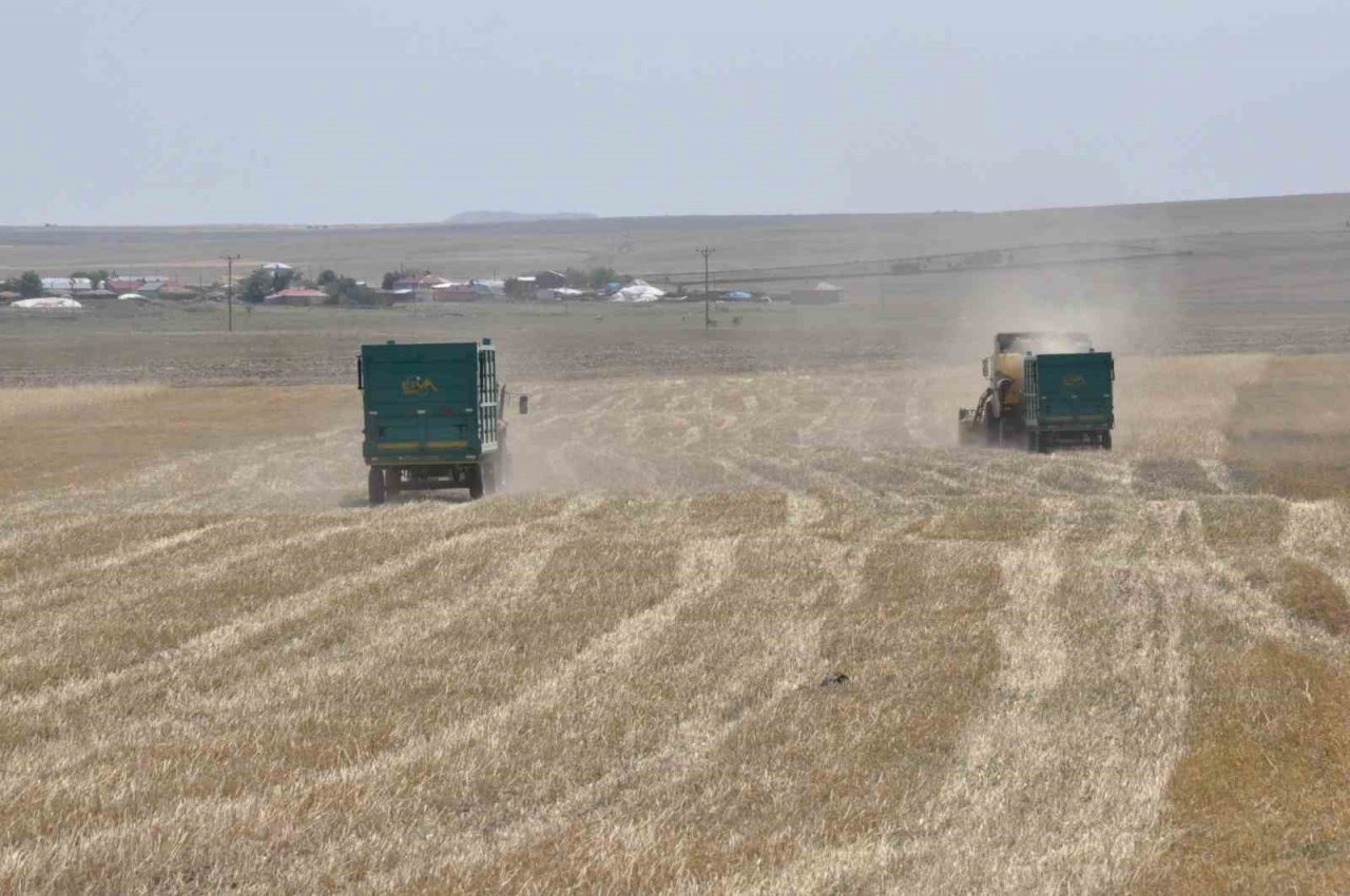 Kars’ta arpa hasadı başladı