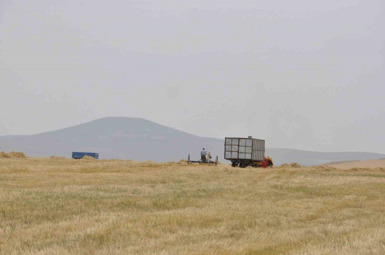 Kars’ta arpa hasadı başladı