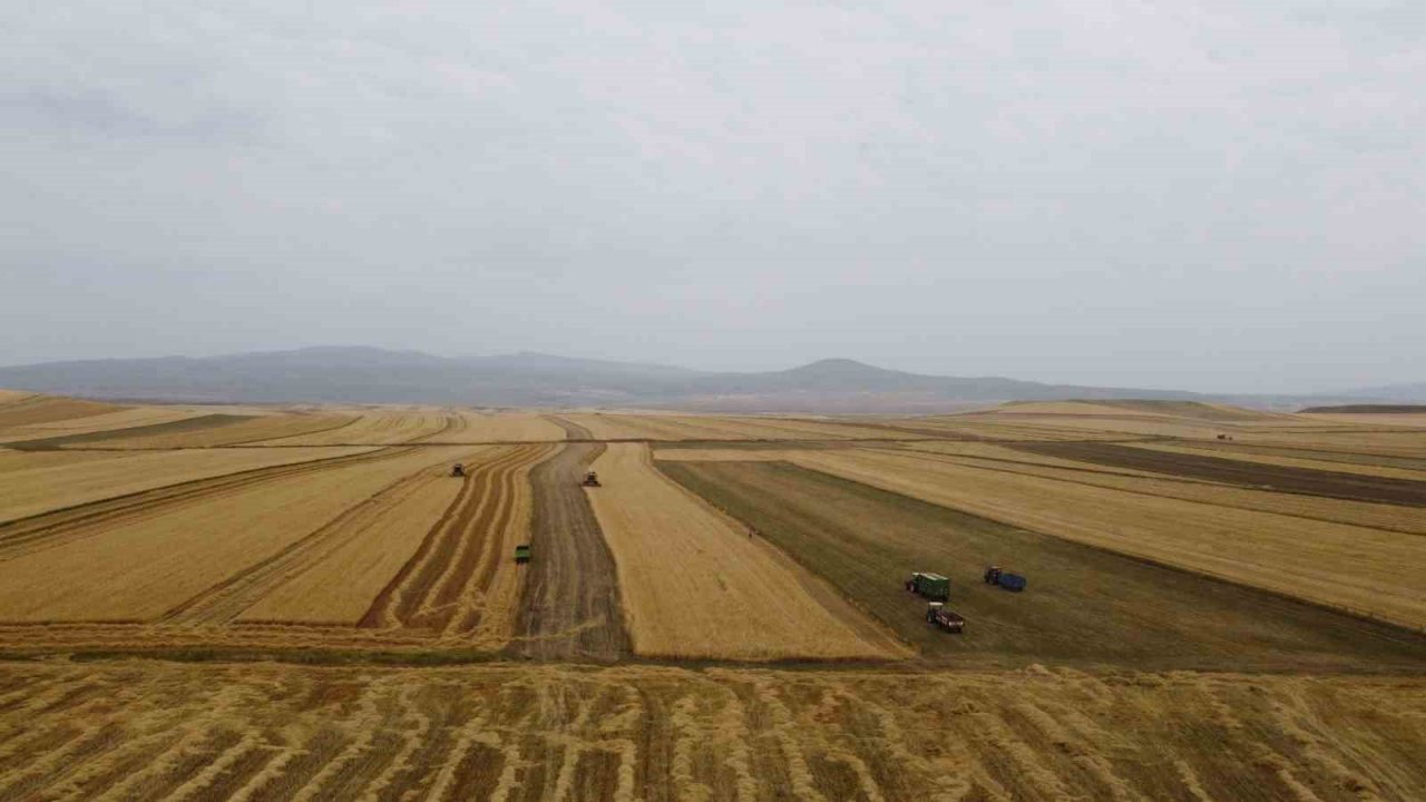 Kars’ta arpa hasadı başladı
