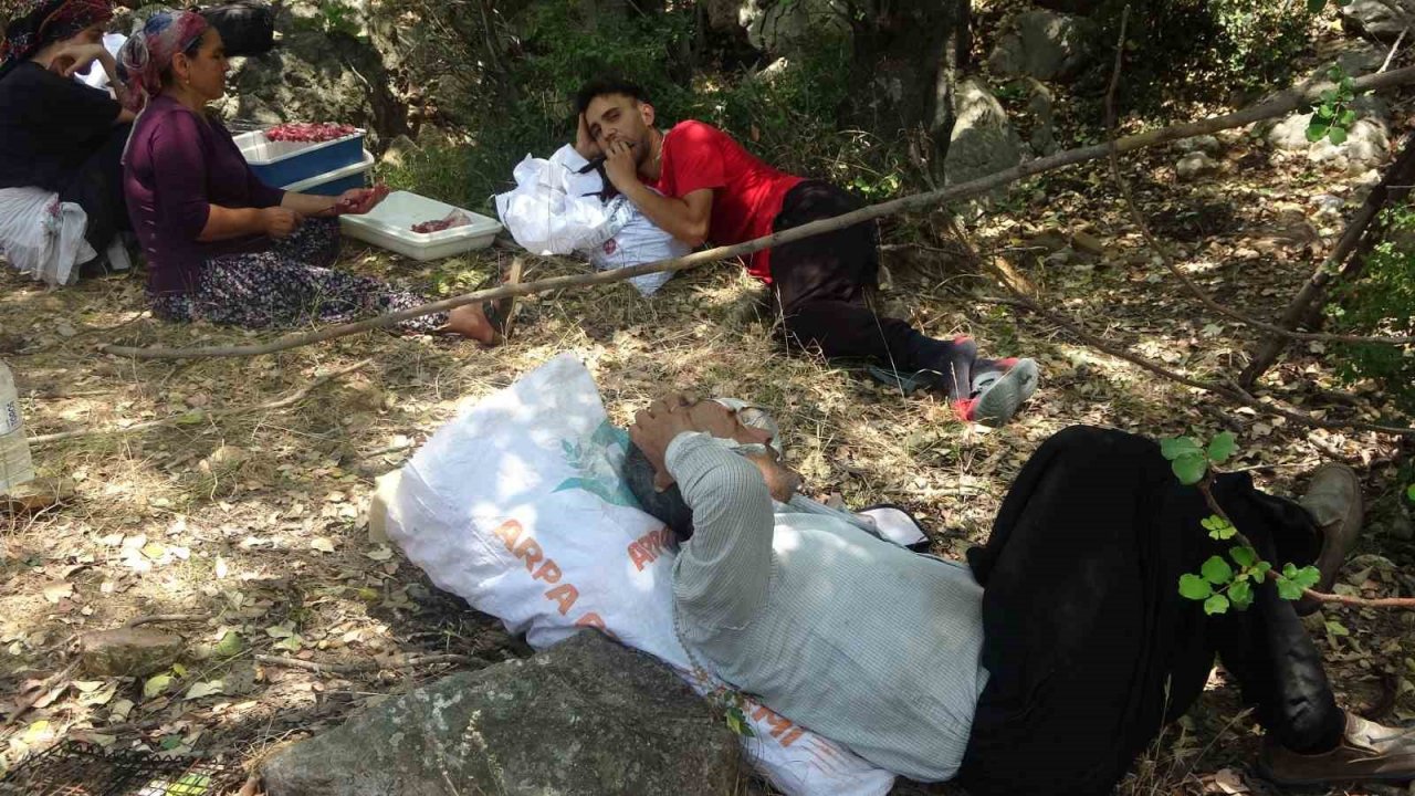 Şifa deposu harnupta hasat zamanı