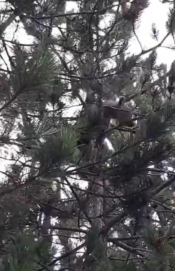 Yalova’da ağaca çıkan yavru ayılar ve anneleri görüntülendi