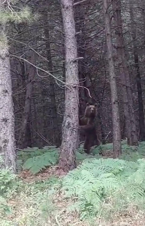 Yalova’da ağaca çıkan yavru ayılar ve anneleri görüntülendi