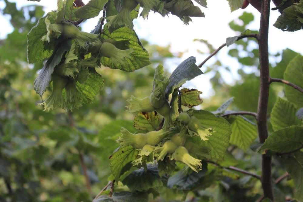 Samsun’un yüzde 38,92’sinde tarım yapılıyor