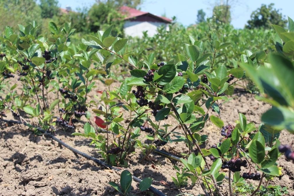 Samsun’un yüzde 38,92’sinde tarım yapılıyor