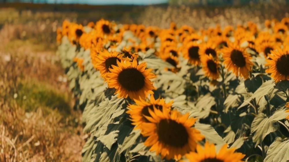 Samsun’un yüzde 38,92’sinde tarım yapılıyor