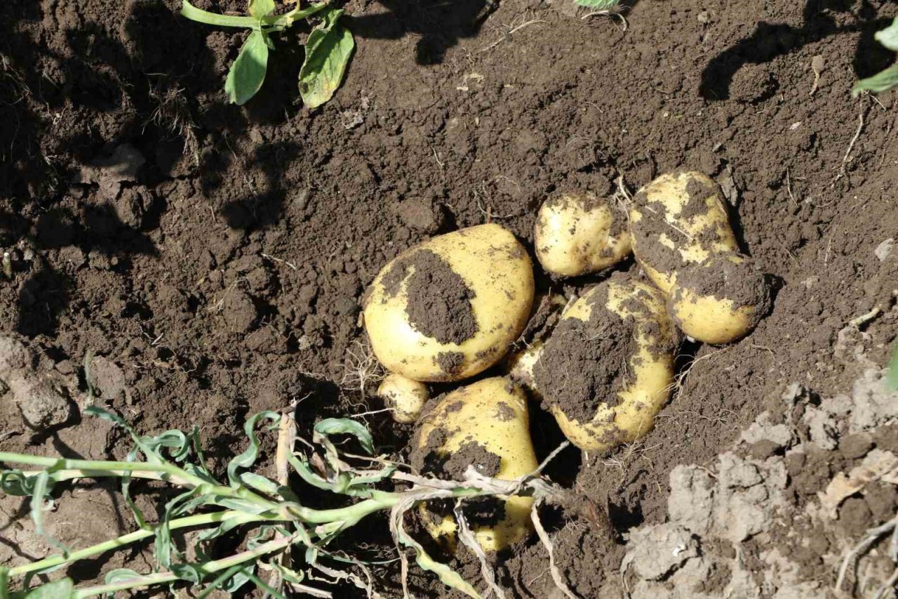 Ağrı’da patates üreticilerine destek