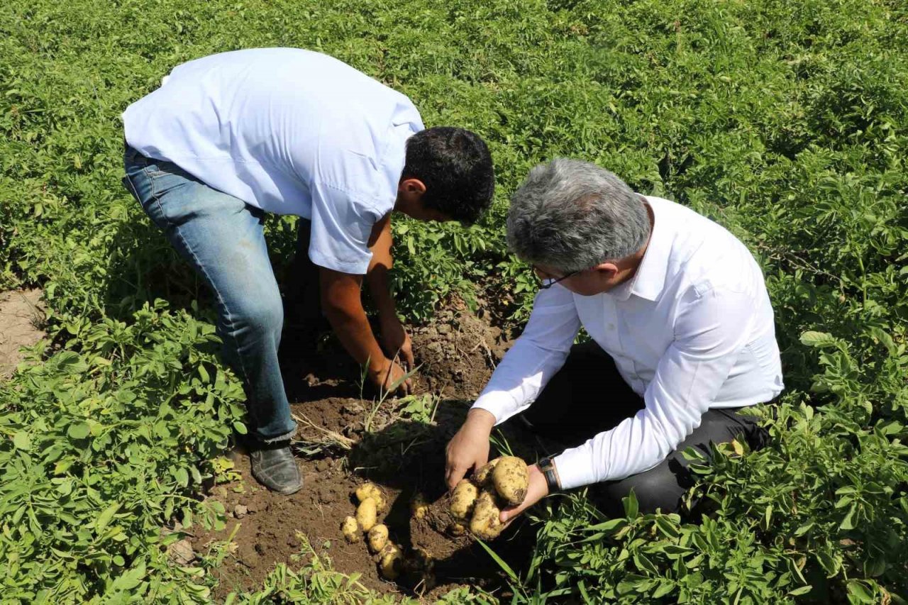 Ağrı’da patates üreticilerine destek