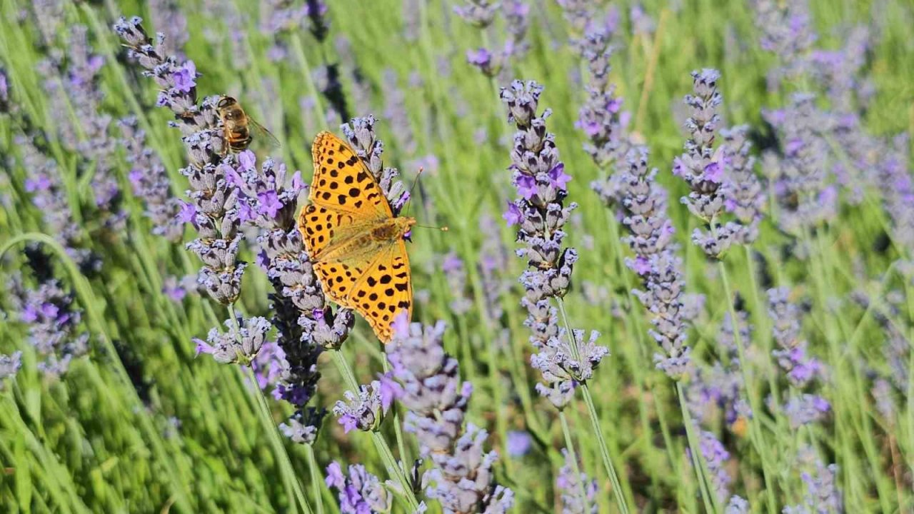 Burası Karadeniz değil Aydın