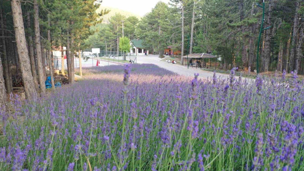 Burası Karadeniz değil Aydın