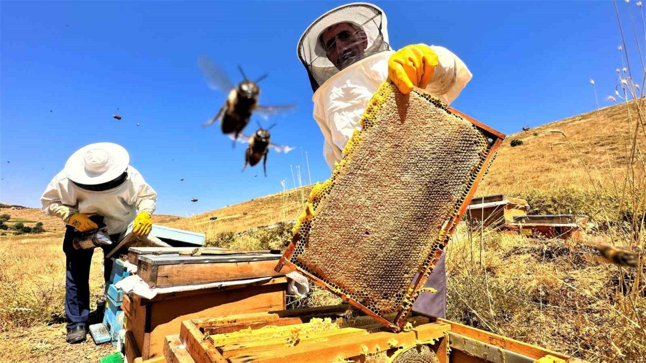 2000 rakımda tescilli geven balının hasadı başladı