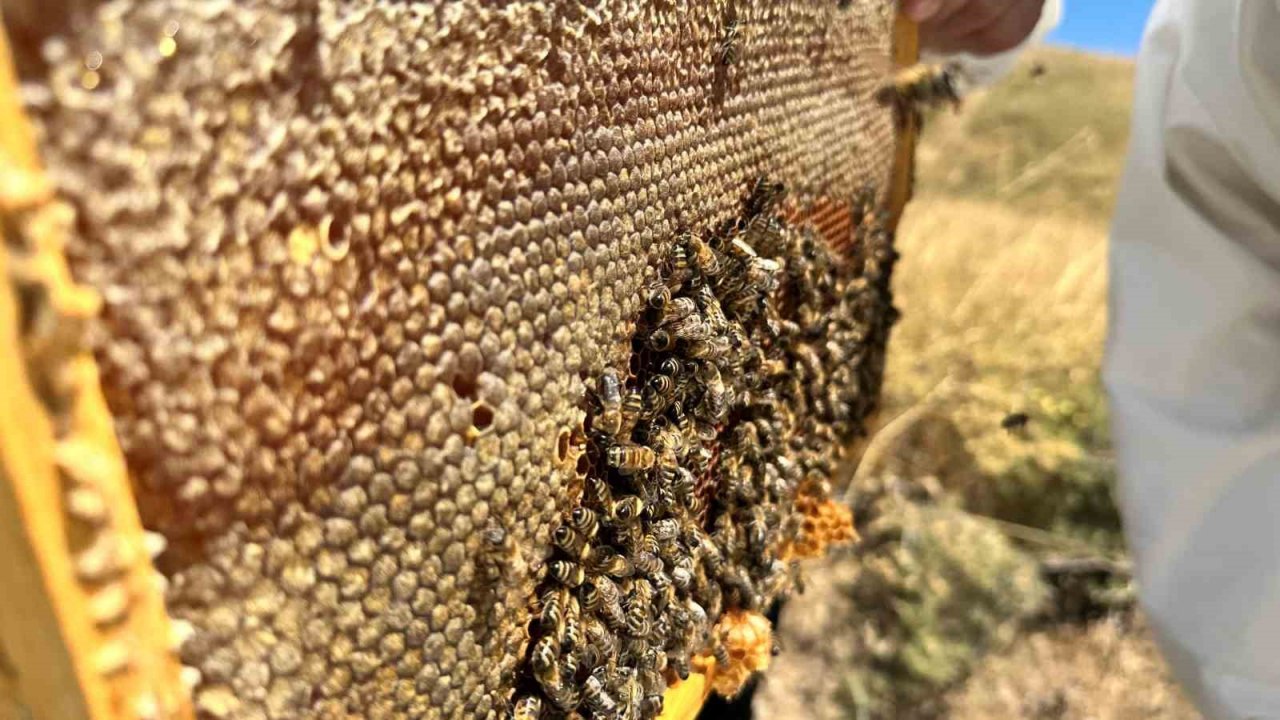 2000 rakımda tescilli geven balının hasadı başladı