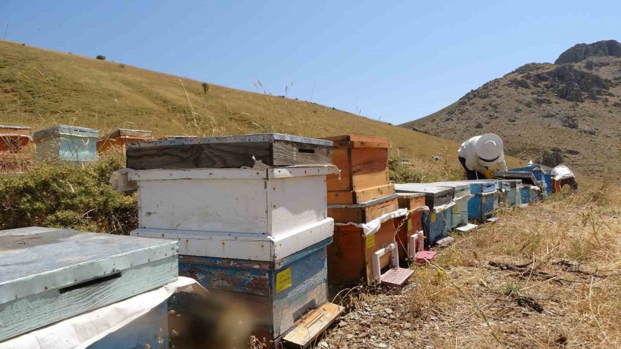2000 rakımda tescilli geven balının hasadı başladı
