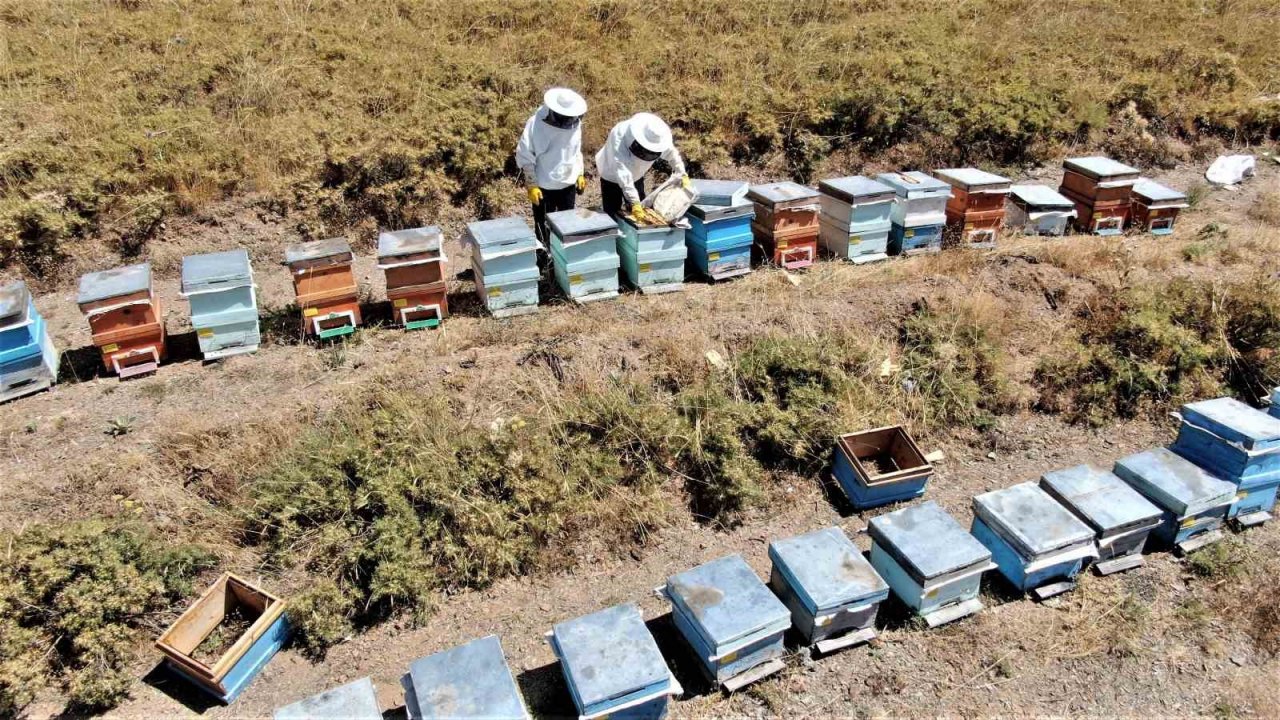 2000 rakımda tescilli geven balının hasadı başladı