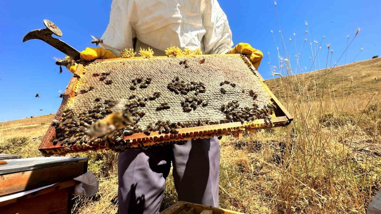 2000 rakımda tescilli geven balının hasadı başladı
