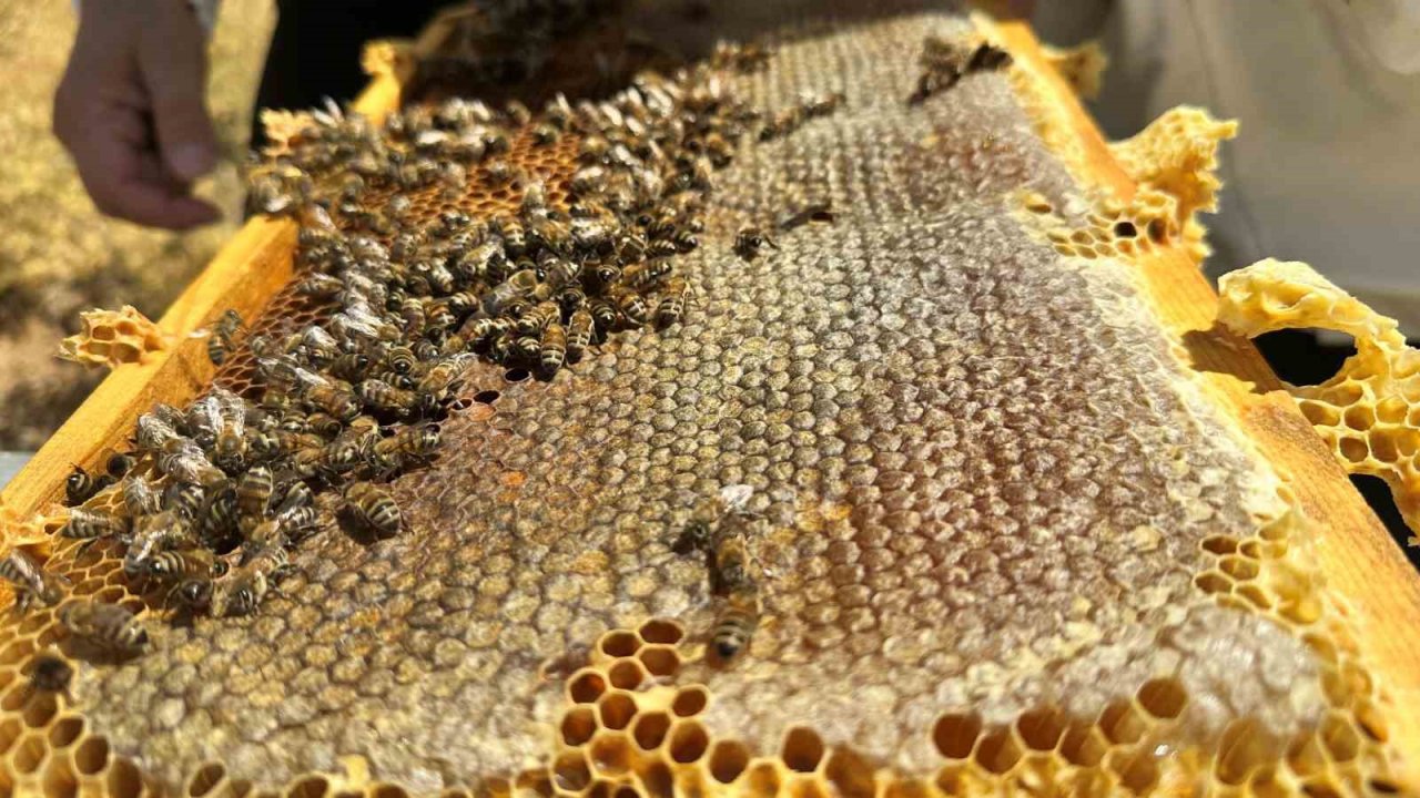 2000 rakımda tescilli geven balının hasadı başladı