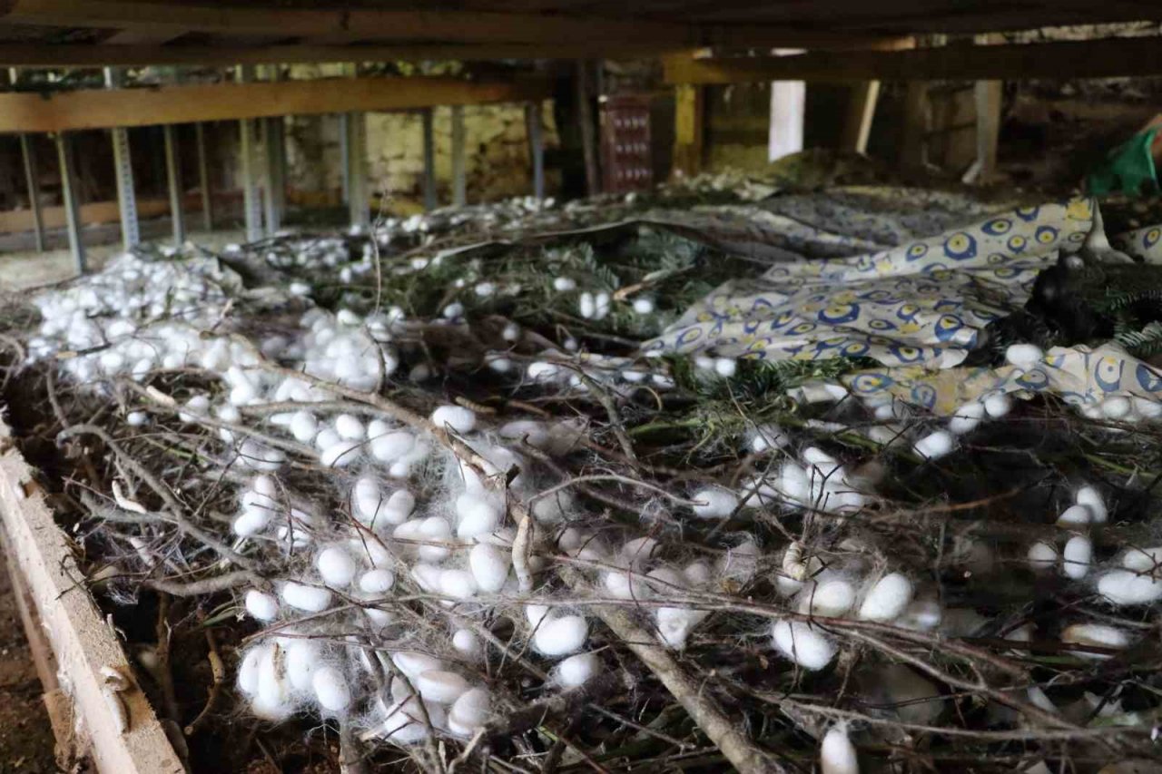 20 metrekare alanda 40 kilo yetişiyor: Kilosu 400 TL