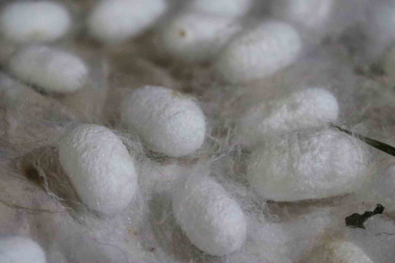 20 metrekare alanda 40 kilo yetişiyor: Kilosu 400 TL