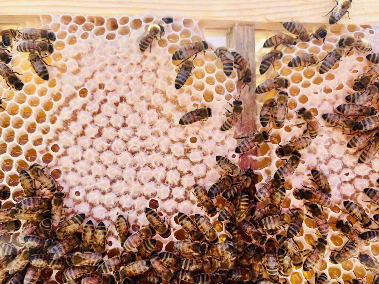 Erzincanlı arıcıların “tatlı” hasat telaşı sürüyor