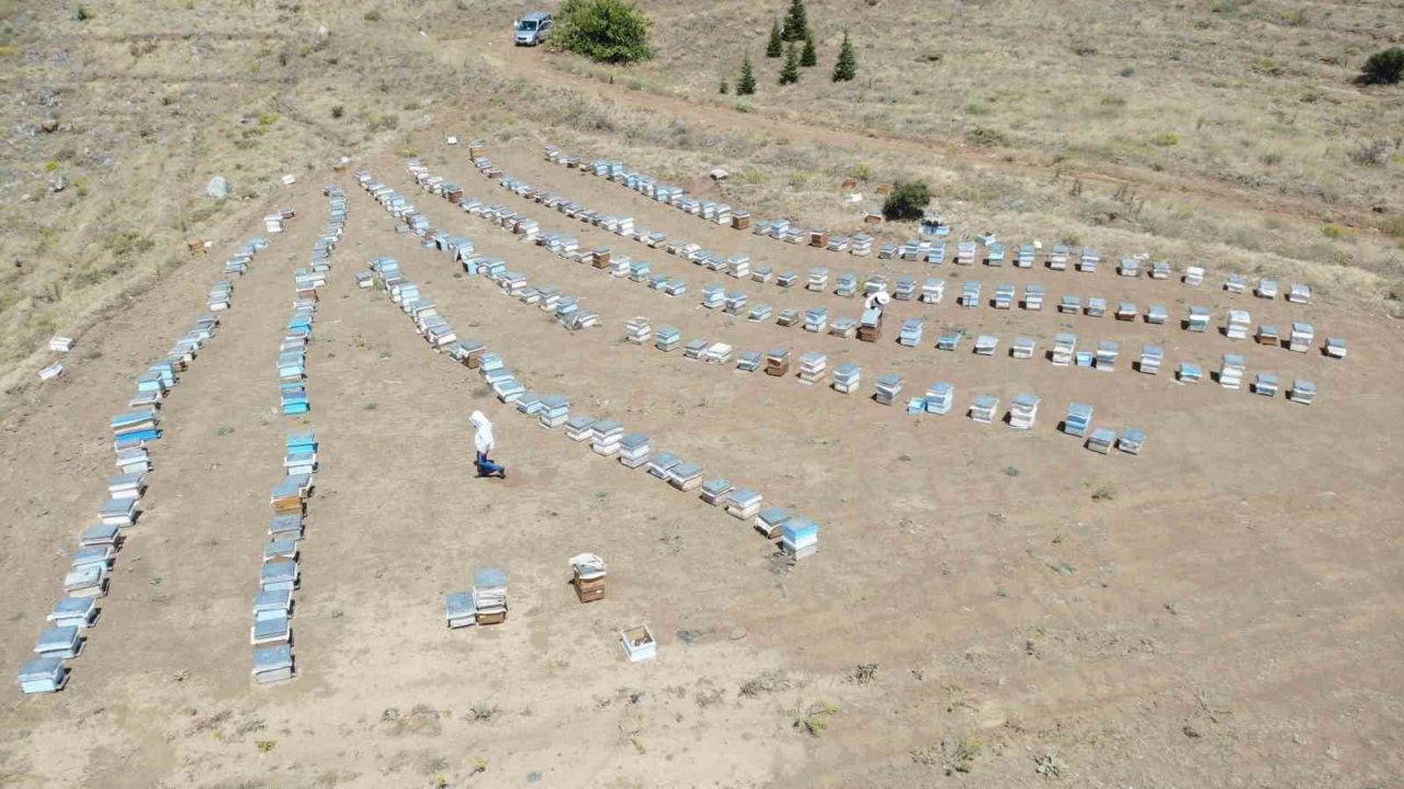 Erzincanlı arıcıların “tatlı” hasat telaşı sürüyor