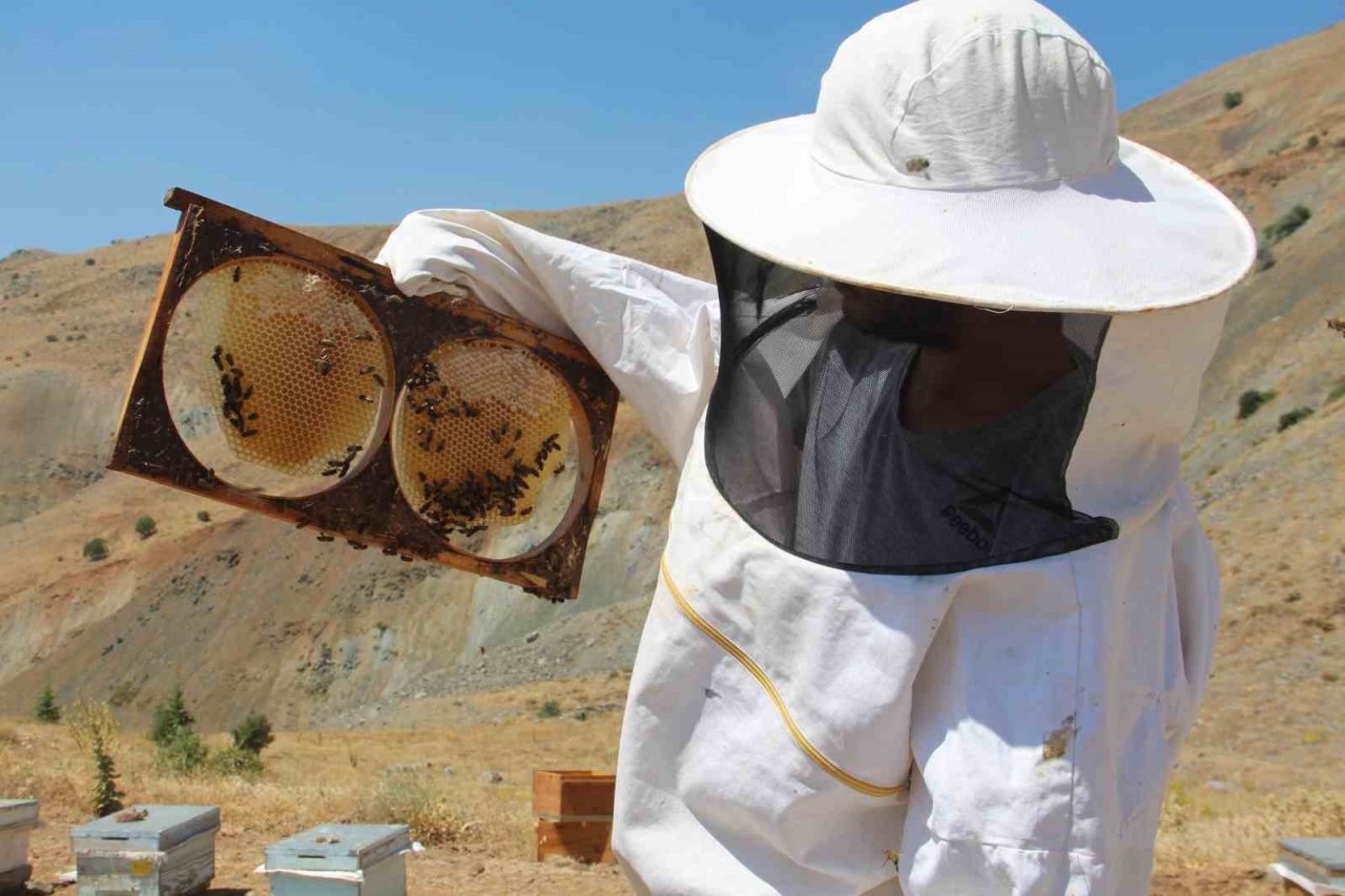 Erzincanlı arıcıların “tatlı” hasat telaşı sürüyor