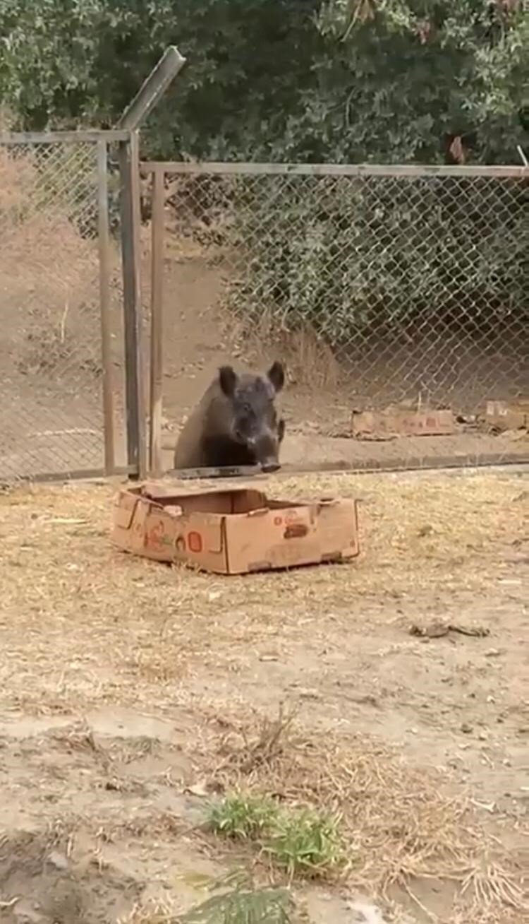 Aç kalan domuzların şehir merkezine indiği anlar kamerada