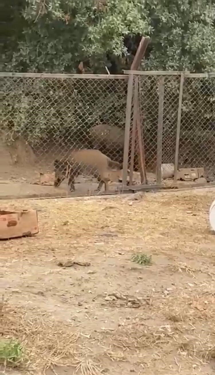 Aç kalan domuzların şehir merkezine indiği anlar kamerada