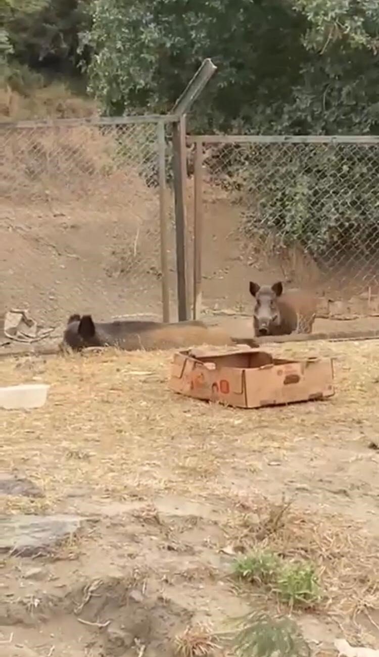 Aç kalan domuzların şehir merkezine indiği anlar kamerada