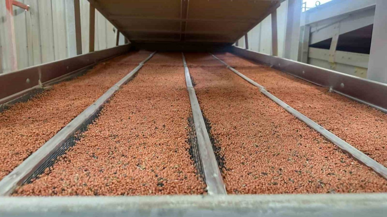 Mercimek Güneydoğu’nun ekonomisine katkı sunuyor