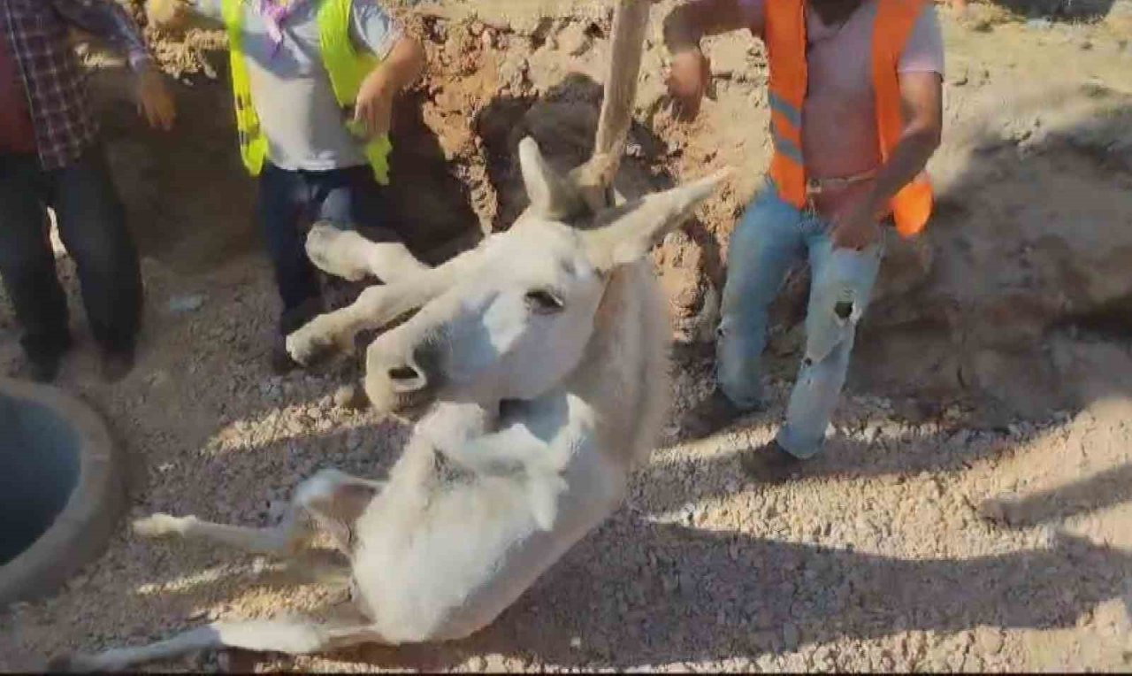 Kuyuya düşen eşek iş makinasıyla kurtarıldı
