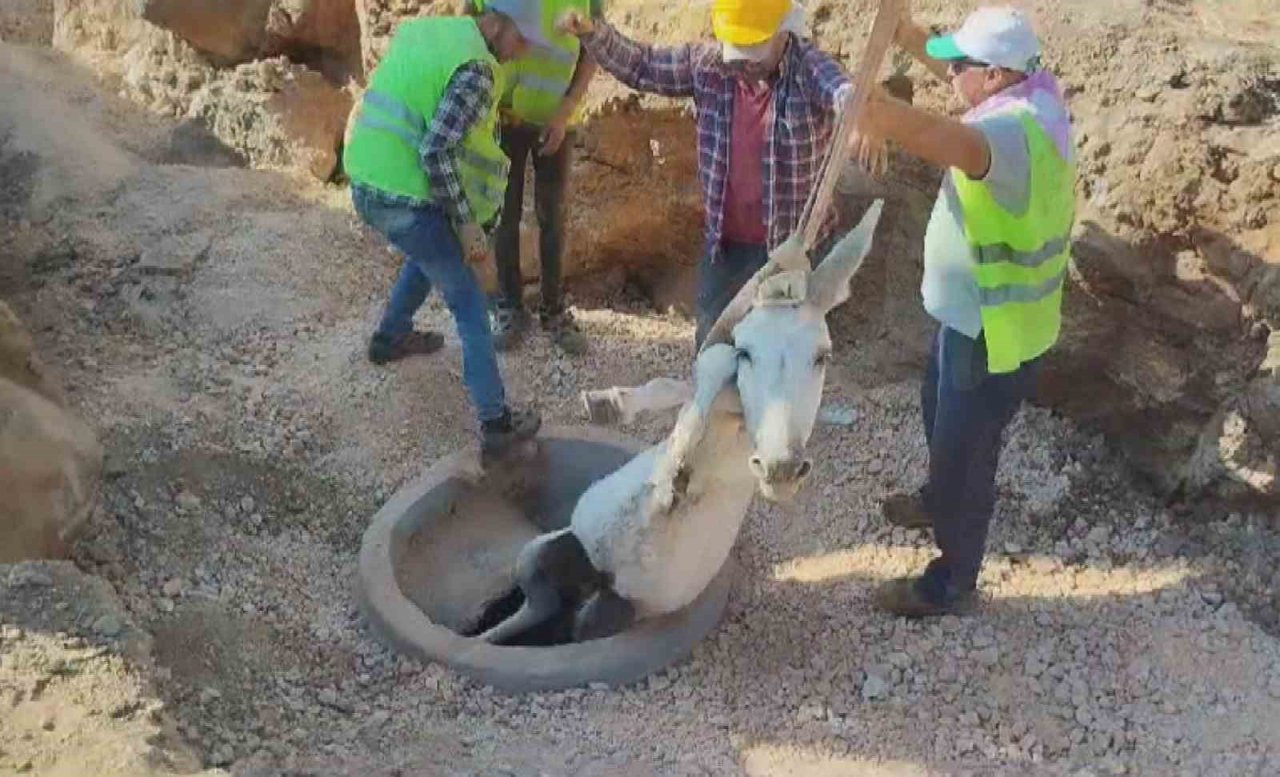 Kuyuya düşen eşek iş makinasıyla kurtarıldı