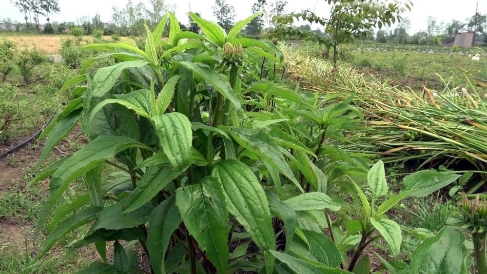 Samsun’da 33,5 milyon tıbbi ve aromatik sebze fidesi üretildi