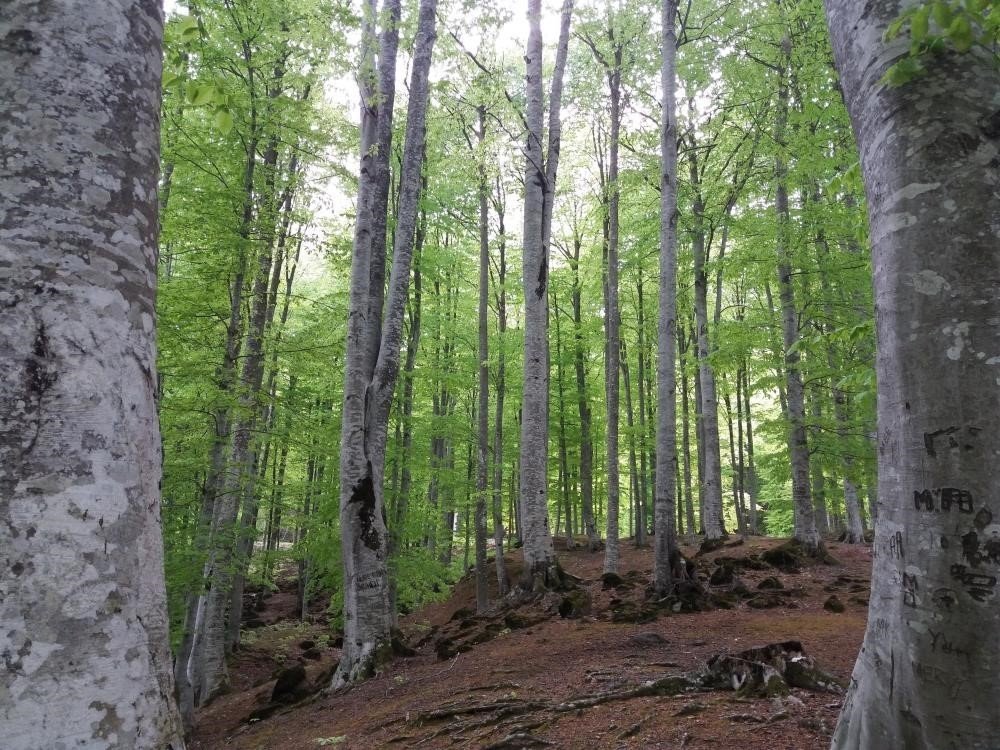 Samsun’da 33,5 milyon tıbbi ve aromatik sebze fidesi üretildi