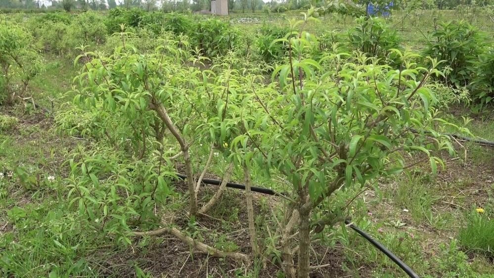 Samsun’da 33,5 milyon tıbbi ve aromatik sebze fidesi üretildi