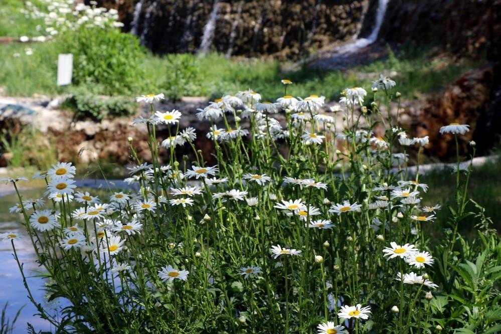Mesire alanı görsel güzelliğiyle hayran bırakıyor