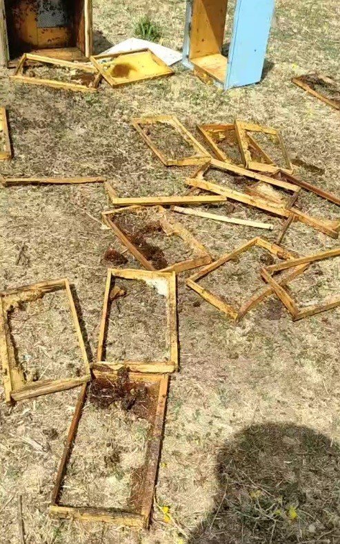 Muş’ta aç kalan ayılar kovanları parçaladı