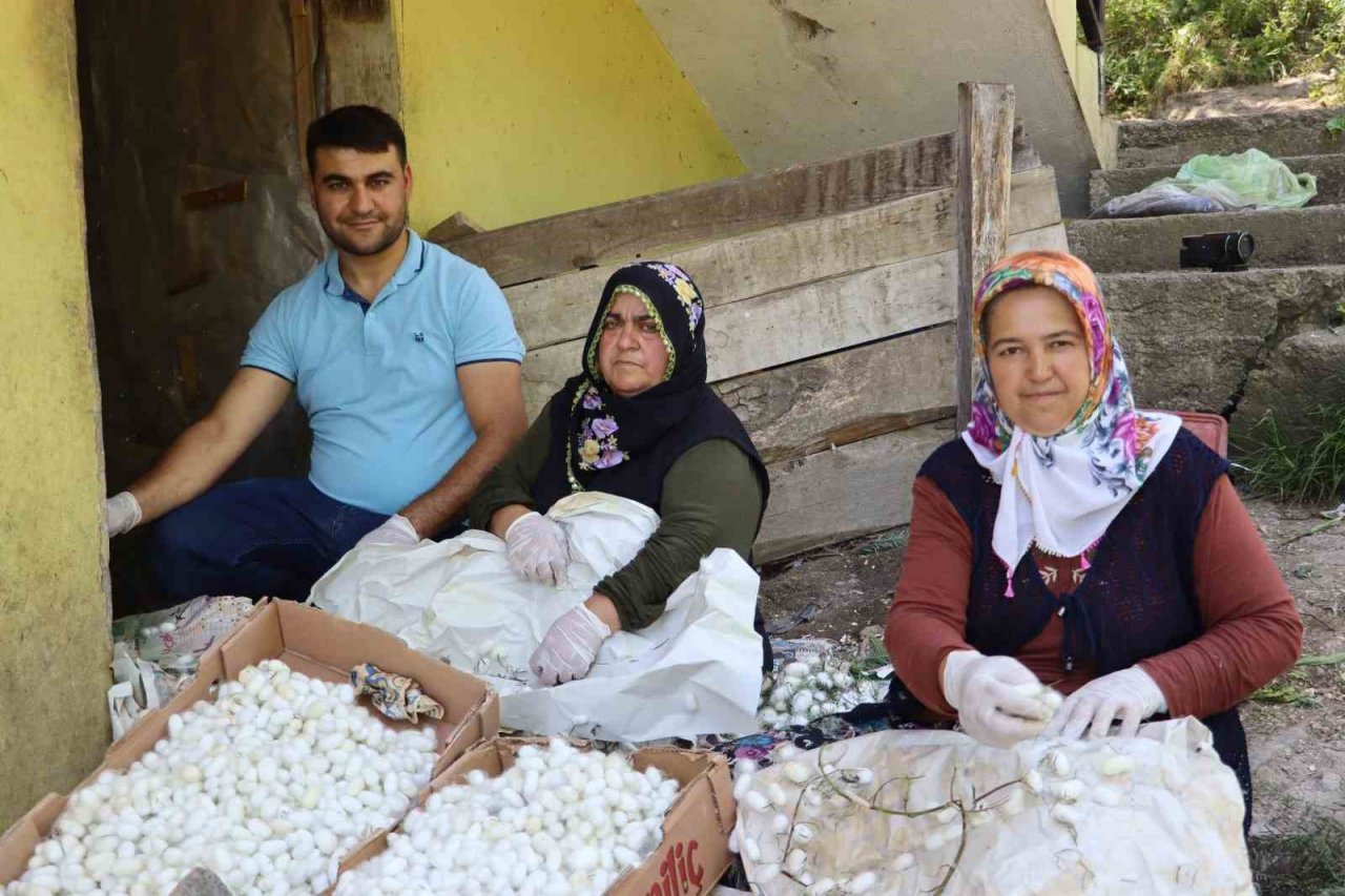 20 metrekare alanda 40 kilo yetişiyor: Kilosu 400 TL