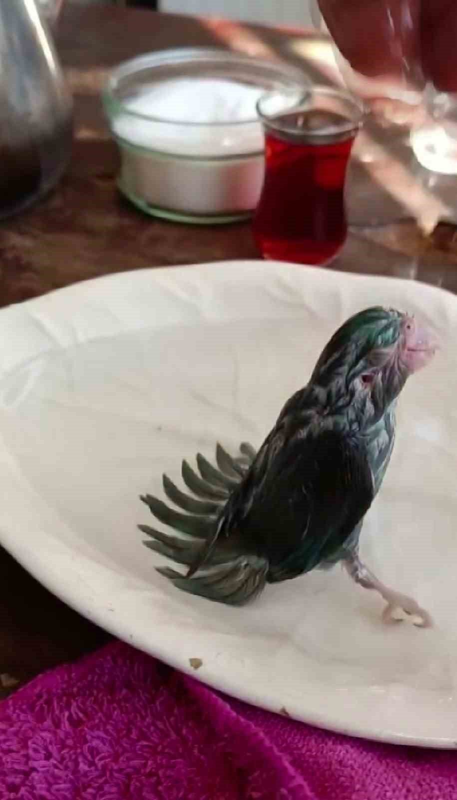 Banyo yaptırdığı kuşuyla olan diyaloğu izleyenlerin yüzünü gülümsetti