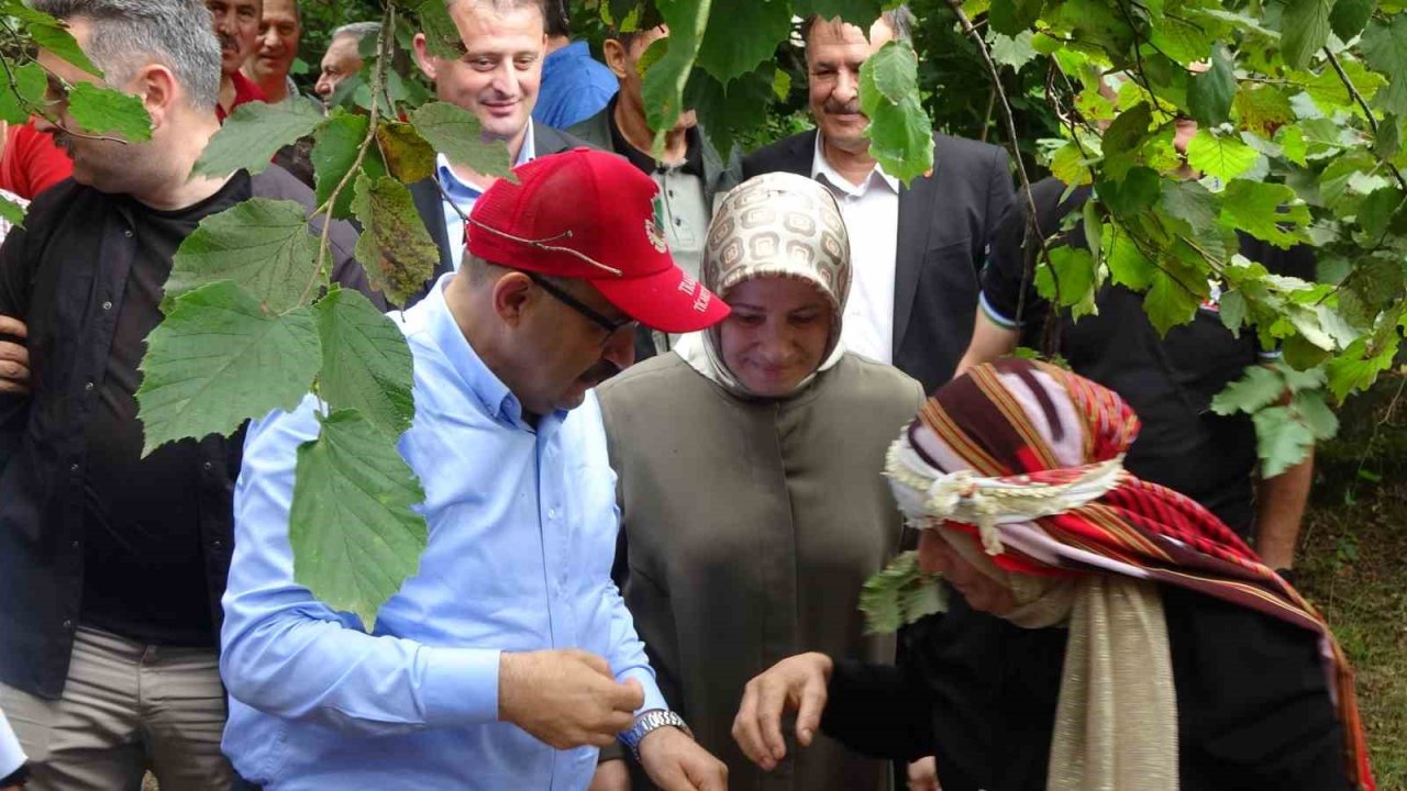 Coğrafi işaretli Arsin Foşa Fındığı’nın hasadı törenle başladı