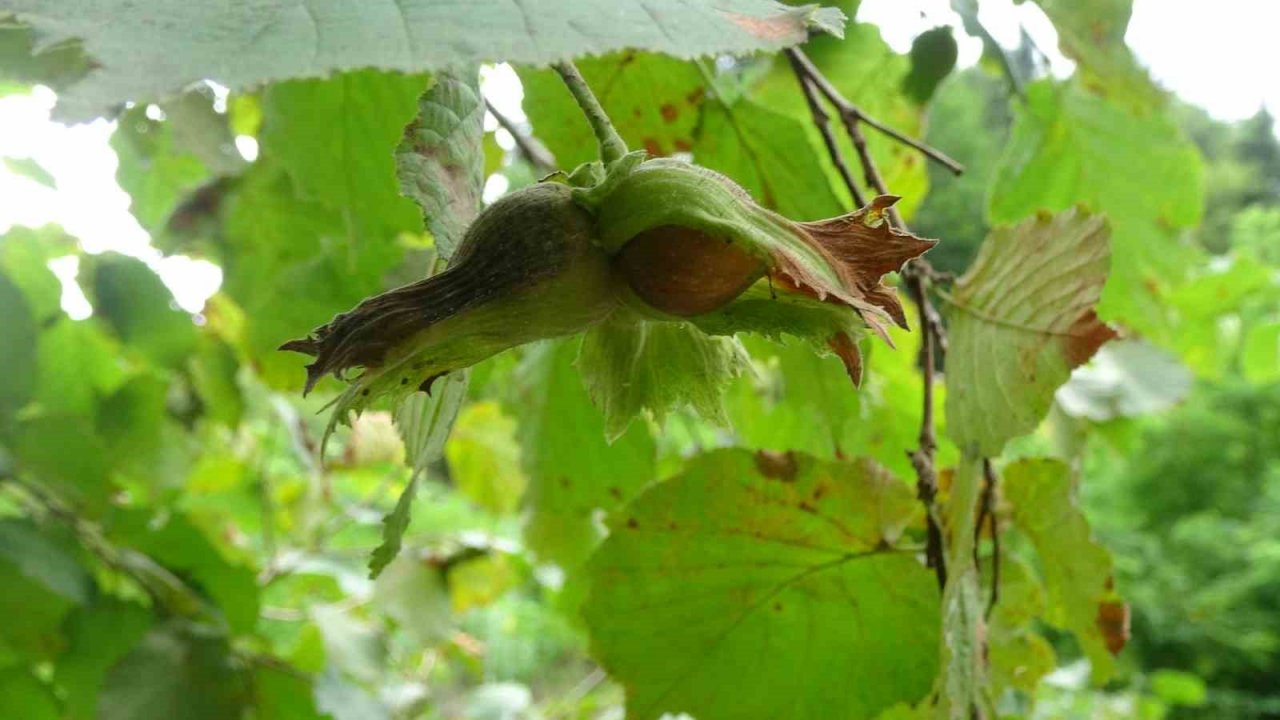 Coğrafi işaretli Arsin Foşa Fındığı’nın hasadı törenle başladı