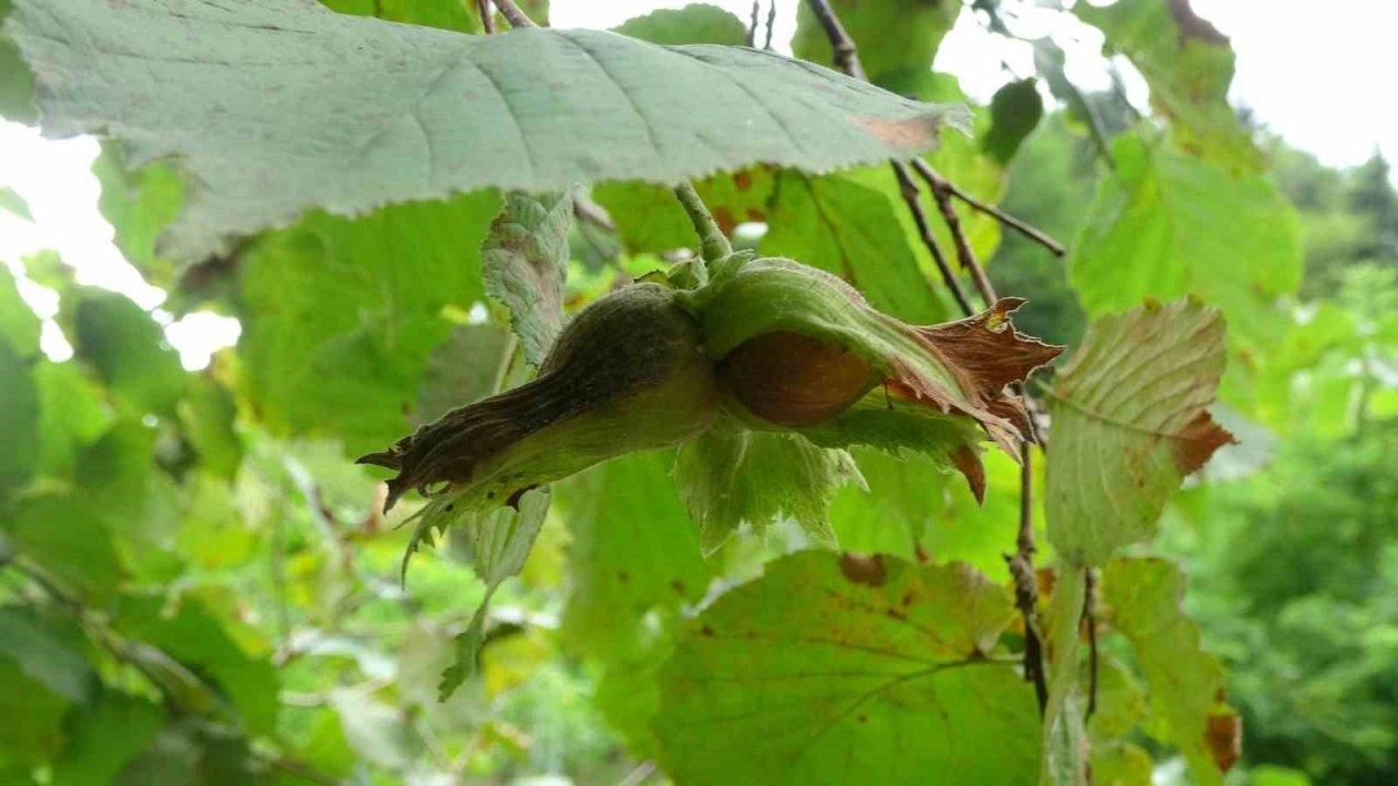 Coğrafi işaretli Arsin Foşa Fındığı’nın hasadı törenle başladı