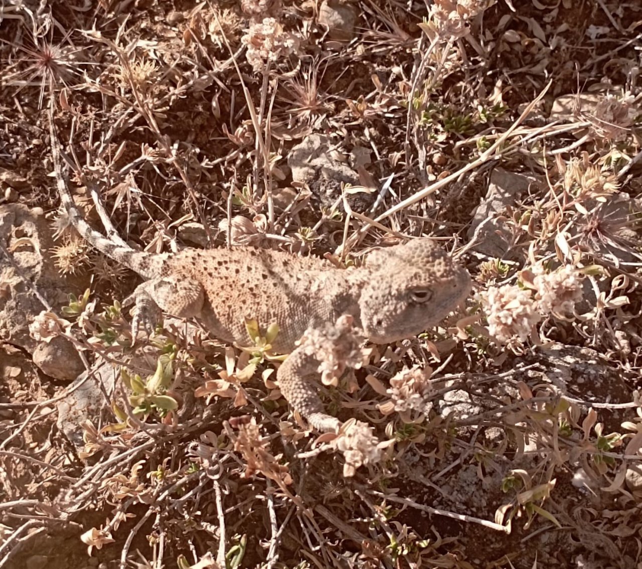 Tunceli’de ’bozkır keleri’ fotoğraflandı