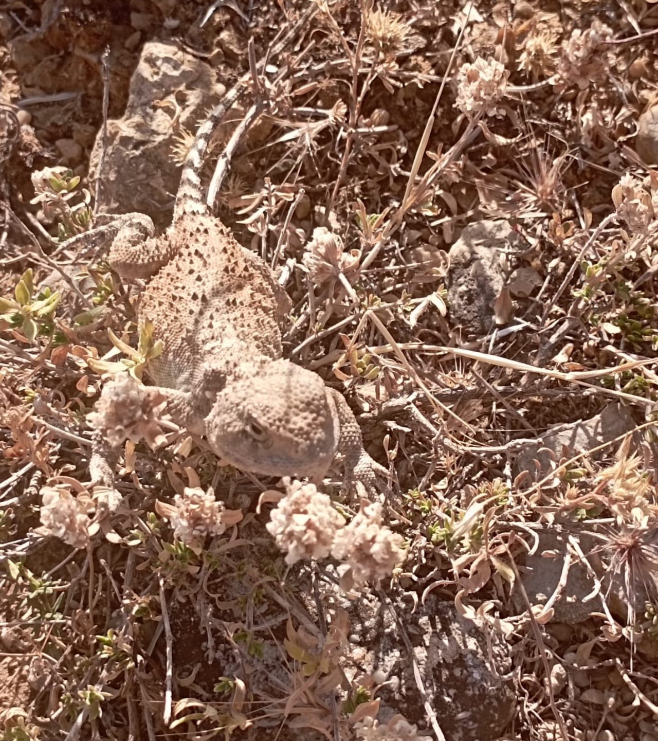 Tunceli’de ’bozkır keleri’ fotoğraflandı