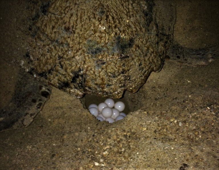 Caretta carettalar Aydın’ı sevdi