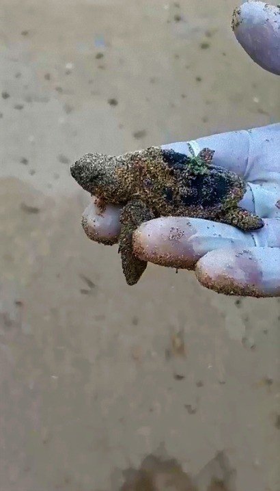 Caretta carettalar Aydın’ı sevdi