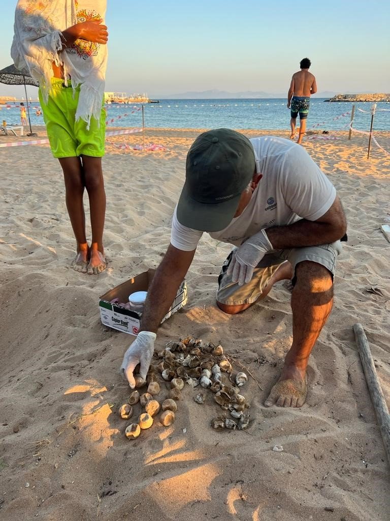 Caretta carettalar Aydın’ı sevdi