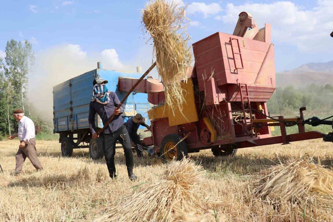 Van’da arpa hasadı başladı