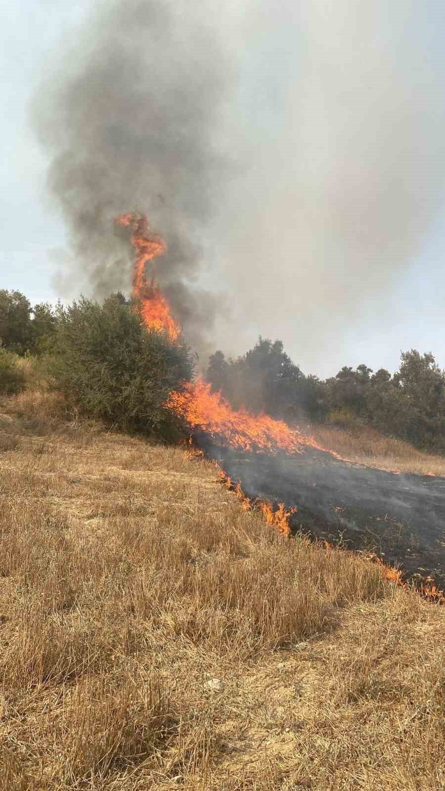 Anız yangını ağaçlık alana sıçradı