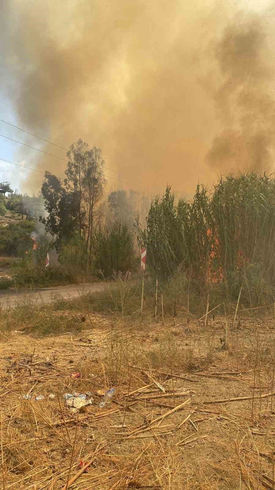 Anız yangını ağaçlık alana sıçradı