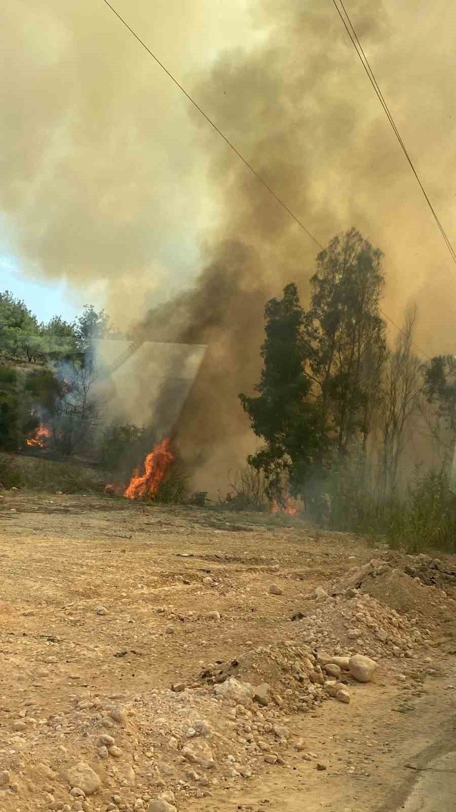 Anız yangını ağaçlık alana sıçradı